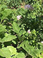 Zeytin Cicegi Pansiyon