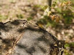 Tabist Koboshi no Yu Senshintei Aizu Yunokami Onsen