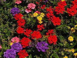 Vista d'Oro Ulivo Apt. 11