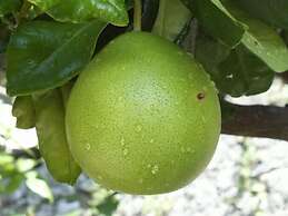 Vista d'Oro Ulivo Apt. 11