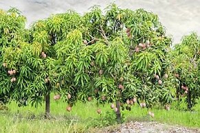 Mango Tree Farm