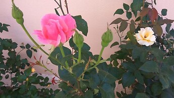 Artemis Comfort & Pleasure