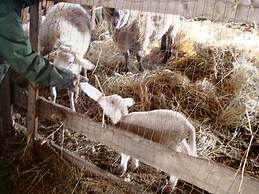 Podere Caldaruccio La Pineta - Bungalow