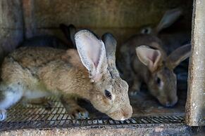 Podere Caldaruccio La Pineta - Bungalow