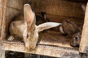 Podere Caldaruccio La Pineta - Bungalow