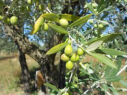 Agriturismo Bellosguardo - Apartament 45 Person