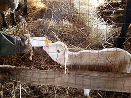 Podere Caldaruccio La Pineta - 26 People Cottage & Villa