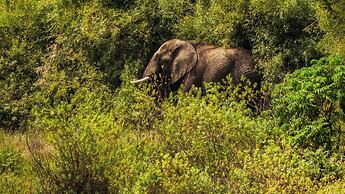 TheAnabas Trout & Seafood Grill