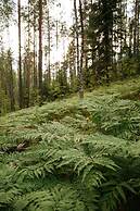 Pastorskoe Lake Holiday Park