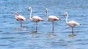 Camlik 87 Hotel Ayvalik