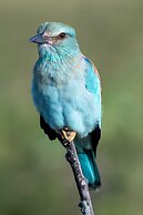 Kruger Shalati - Train on the Bridge and Garden Suites