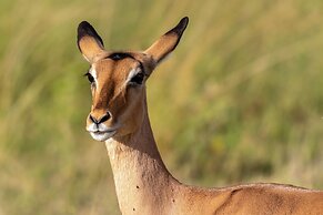 Kruger Shalati - Train on the Bridge and Garden Suites