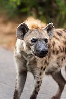 Kruger Shalati - Train on the Bridge and Garden Suites