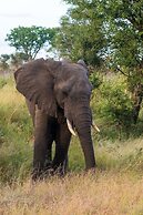 Kruger Shalati - Train on the Bridge and Garden Suites
