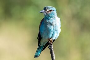 Kruger Shalati - Train on the Bridge and Garden Suites