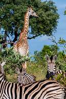 Kruger Shalati - Train on the Bridge and Garden Suites