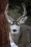 Heavenly Pines -- Ev #3361 5 Bedroom Home by RedAwning