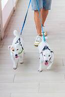 Albatros by Bedsfriends