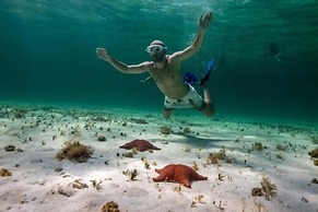 Albatros by Bedsfriends