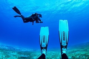 Albatros by Bedsfriends