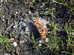 Comfortable Chalet Located in the Polder, Near Alkmaar
