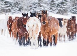 Vista Verde Ranch All-inclusive Cabin