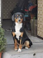 Woferlhof Ferienhof Boxhorn