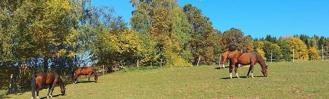 Woferlhof Ferienhof Boxhorn