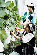 LUX Tea Horse Road Da Ju Village