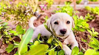 Dedehan Retreat Otel