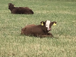 Beautiful 3 Bedroomed Cotswolds Farmhouse