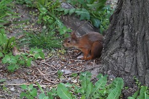 Haller Wooden Houses - Campsite
