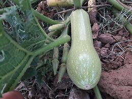 Room in Guest Room - Auberge Jnane dar Diafa se Trouve au Centre de Ta
