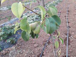 Room in Guest Room - Auberge Jnane dar Diafa se Trouve au Centre de Ta