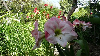 Villa Very Close to Seville With Beautiful Gardens and Pool