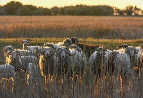 El Pantanal Nature Lodge