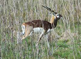 El Pantanal Nature Lodge