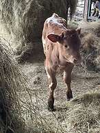 The Canteen Beautiful 1-bed Apartment in Keswick