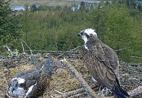 Stunning 2-bed Cottage Countryside Outside Ayr