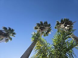 Sea Shell Palms