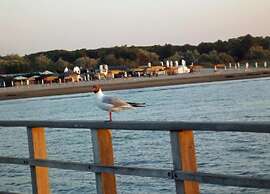 Pet-friendly Getaway With Pool