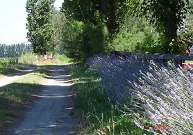 Pet-friendly Getaway With Pool