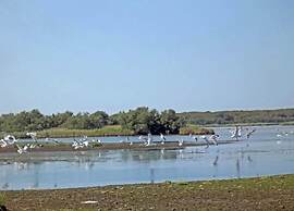 Pet-friendly Getaway With Pool