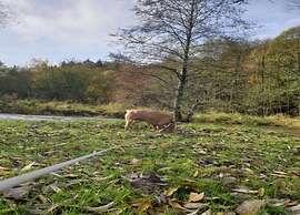 Cosy Cottage on the Outskirts of Bertrix