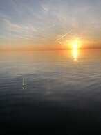 Ostseekrabbe