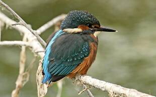 Beautiful 1 bed Cottage Retreat in Countryside