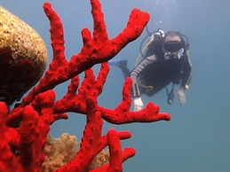 Bait Alaqaba Resort and Dive Center