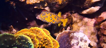 Bait Alaqaba Resort and Dive Center