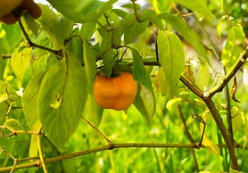 Casa Estrella Valenciana Hotel Boutique