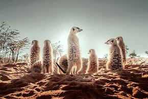 Bagatelle Kalahari Game Ranch